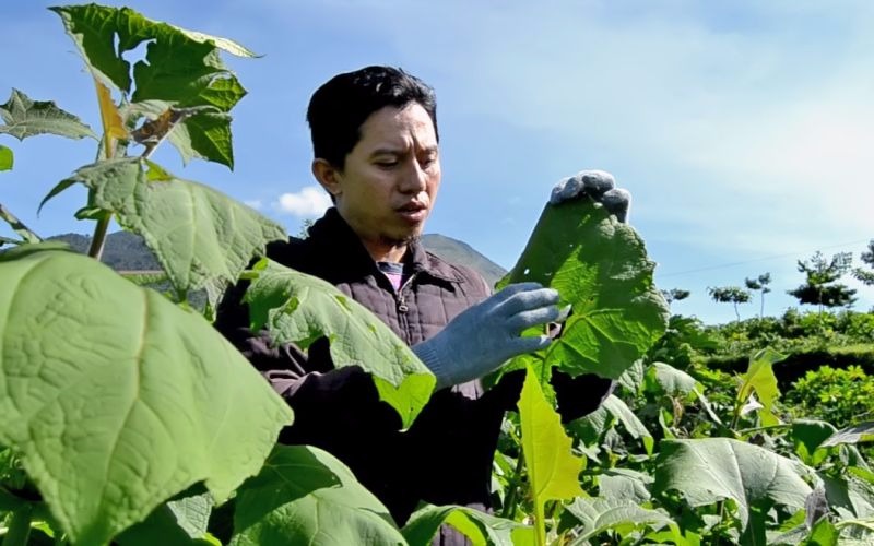 Daun Yakon dan Diabetes Mellitus