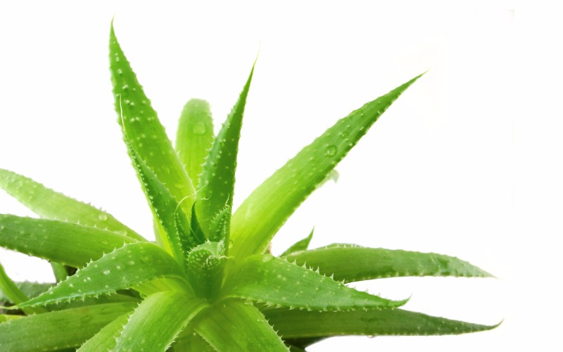 Lidah Buaya