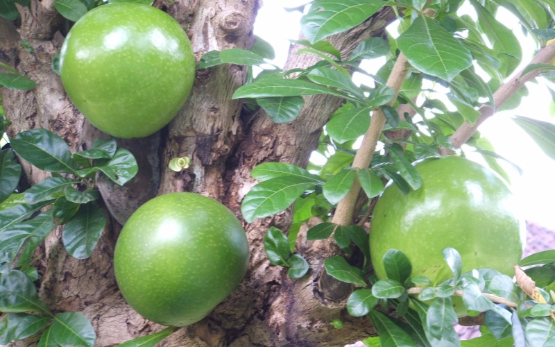 Obat Herbal Diabetes Alami