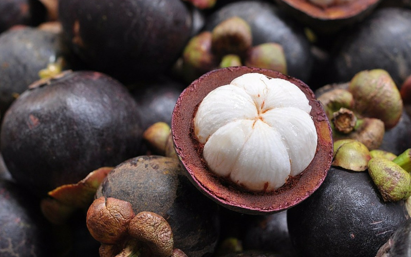 Tanaman Obat Diabetes Tradisional