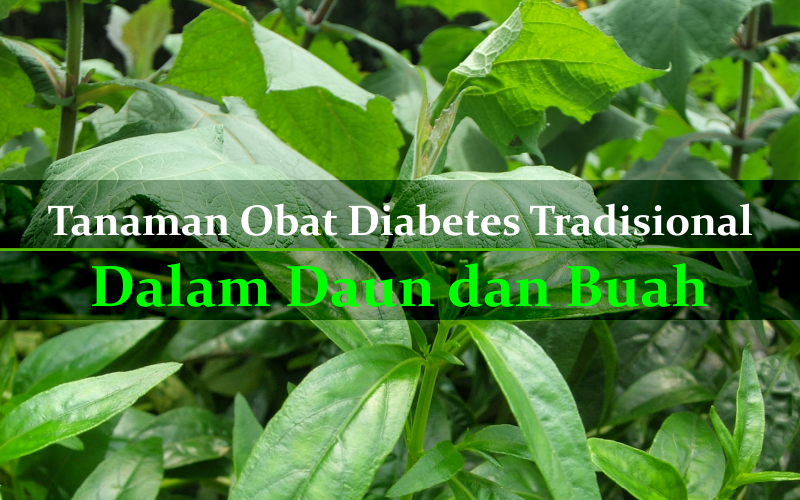 Tanaman Obat Diabetes Tradisional