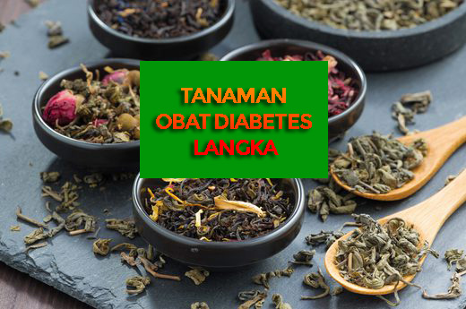 Tanaman Obat Diabetes Ini Belum Banyak Dikenal Namun Jangan Tanya Khasiatnya