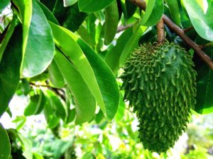 obat diabetes herbal daun sirsak