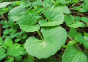 obat diabetes herbal daun pegagan