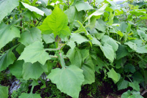 obat diabestes herbal daun yakon