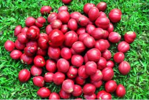 obat diabetes herbal