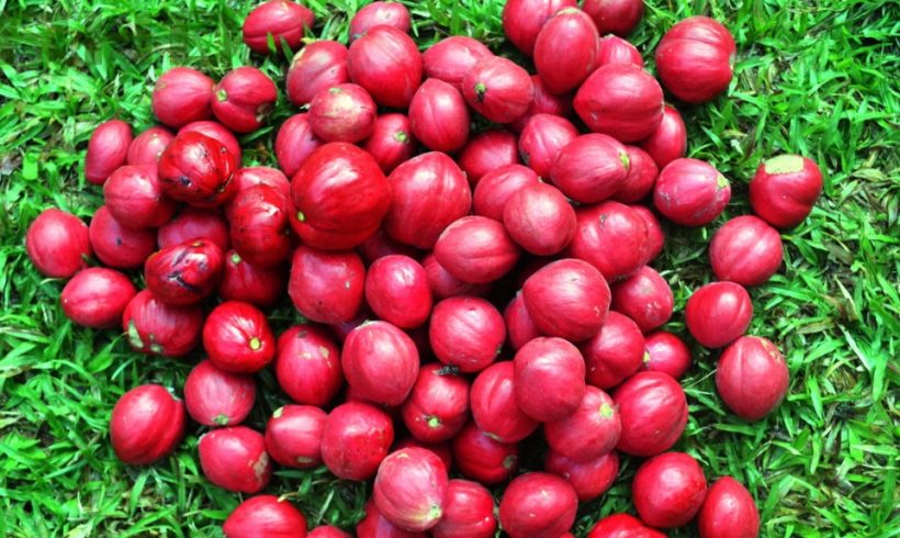 Obat Diabetes Ampuh Alami dari Buah Yang Mudah Didapat
