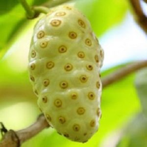Obat Diabetes Ampuh Alami dari Buah Yang Mudah Didapat