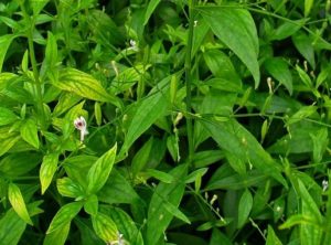 obat diabetes herbal daun sambiloto