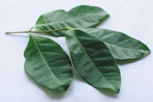 obat diabetes herbal daun salam