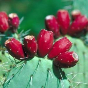 obat herbal untuk diabetes