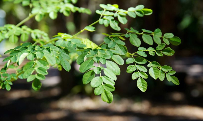 obat diabetes herbal