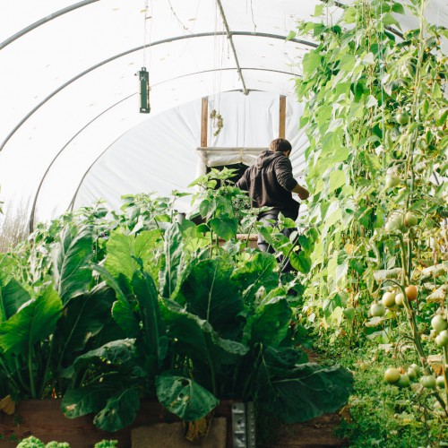 Tanaman Anti Diabetes Melitus